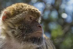 British Overseas Territory Impressions: Barbary macaque (Macaca sylvanus)