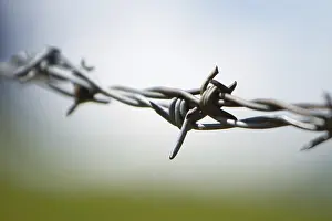 Barbed Wire Fence Impressions: Barbwire