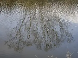 Le Fleuve Impressions: Arbre nu réfléchi dans la rivière.