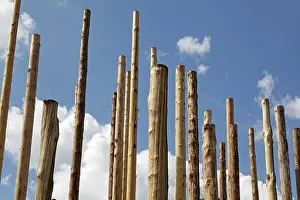 Deserted Tree Landscape Impressions: Bare tree trunks