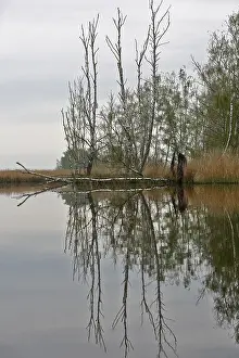 Peenetal Nature Park Germany Impressions: Bare trees reflected in a cloudy river