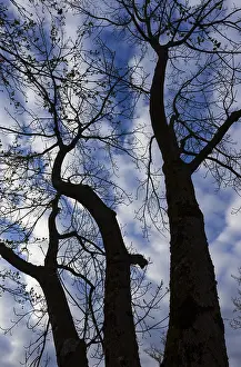 Upper Austria Landscape Impressions: Bare trees against the sky, branches