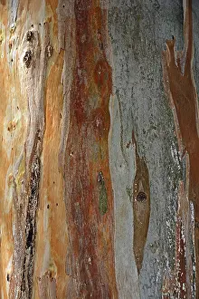 Tree Trunk Texture Impressions: Bark of a Eucalyptus (Eucalyptus)