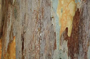 Tree Trunk Texture Impressions: Bark of a Eucalyptus (Eucalyptus)