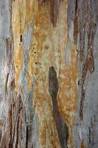 Crete Greece Landscape Impressions: Bark of a Eucalyptus (Eucalyptus)