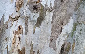 Tree Trunk Texture Impressions: Bark of eucalyptus tree (Eucalyptus)