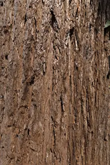 Bavaria Tree Impressions: Bark of sequoia (Sequoioideae) tree