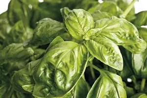 Indoor Herb Plant Impressions: Basil