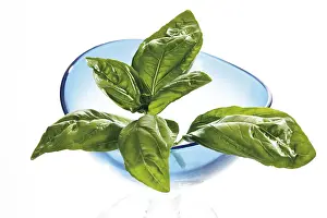Spice Nutrition Facts Impressions: Basil