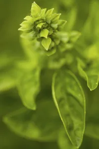 Fragrant Herb Plant Impressions: Basil in bloom