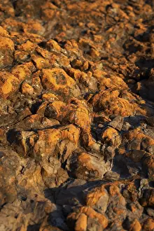 Uninhabited Coastal Region Impressions: Detail from a beach