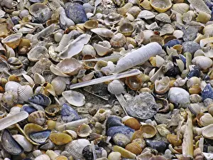 Uninhabited Shoreline Scenes Impressions: On the beach, shells, shell beach