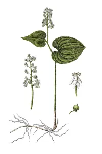 Medicinal Herb Illustration Impressions: Bead-ruby (Convallaria bifolia)