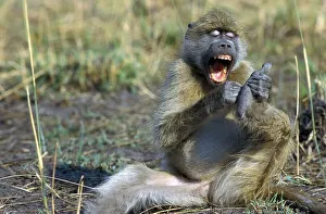 Africa Animal Behaviour Impressions: Bear baboon