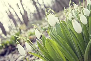 Morning Light Atmosphere Impressions: Beautiful springtime background