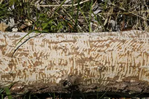 Beaver Damage Impressions: Beaver bite, beaver damage, tree trunk