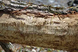 Tree Trunk Damage Impressions: Beaver bite, beaver damage, tree trunk