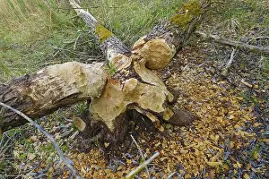 Beaver Damage Impressions: Beaver bite, beaver damage, tree trunk