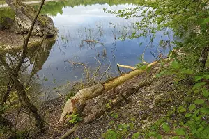 Nature Conservation Germany Impressions: Beaver bite, beaver damage, tree trunk