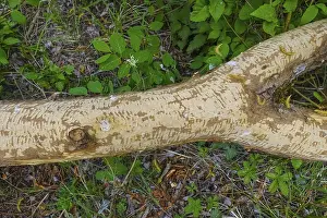 Beaver Damage Impressions: Beaver bite, beaver damage, tree trunk