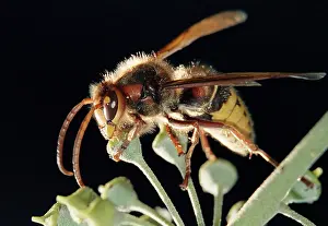 Nature Flight Images Impressions: Bee