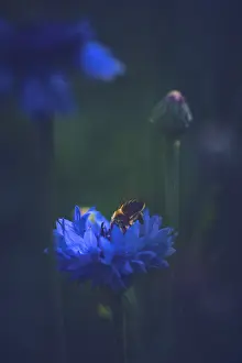 Nature Insect Images Impressions: Bee in a Cornflower