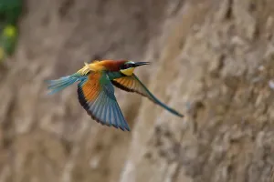 Deserted Landscape Bird Impressions: Bee-eater