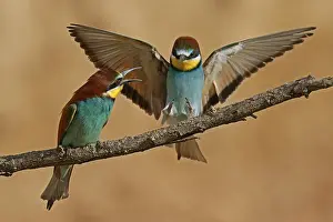 Germany Birdlife Impressions: Bee-eater (Merops apiaster) in action on a branch