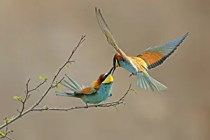 Germany Birdlife Impressions: Bee-eater (Merops apiaster) in action on a branch