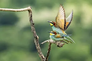 Bird Mating Behaviour Impressions: Bee-eater (Merops apiaster), birds copulating on branches