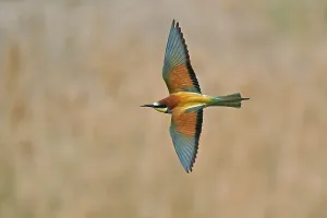 Germany Birdlife Impressions: Bee-eater (Merops apiaster) flying