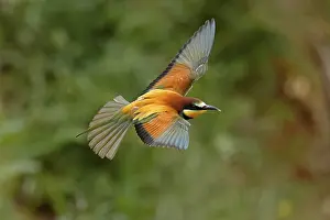 European Bee Eater Impressions: Bee-eater (Merops apiaster) flying