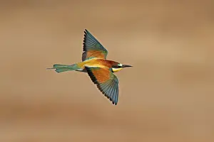 European Bee Eater Impressions: Bee-eater (Merops apiaster) flying