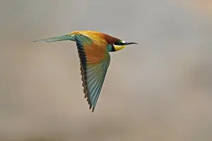 European Bee Eater Impressions: Bee-eater (Merops apiaster) flying