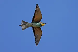 European Bee Eater Impressions: Bee-eater (Merops apiaster) flying
