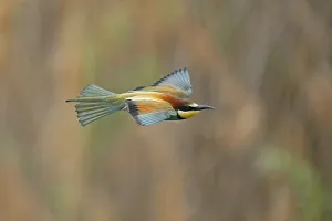 European Bee Eater Impressions: Bee-eater (Merops apiaster) flying
