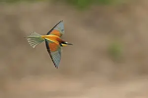 European Bee Eater Impressions: Bee-eater (Merops apiaster) flying