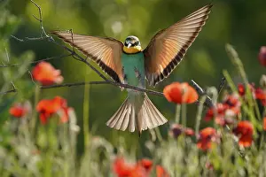 European Bee Eater Impressions: Bee-eater (Merops apiaster) flying on branch