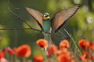 European Bee Eater Impressions: Bee-eater (Merops apiaster) flying on branch