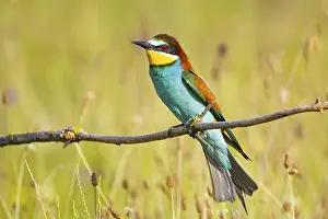 Attentive Bird Species Impressions: Bee-eater (Merops apiaster) Hungary