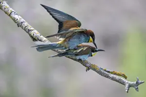 Bird Mating Behaviour Impressions: Bee-eater (Merops apiaster), mating