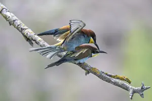 Impressions de Le Merle-bleu (Merops apiaster), accouplement, Rhénanie-Palatinat, Allemagne Les Mangeurs D'abeilles Impressions: Merops apiaster, accouplement.