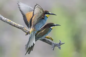 German Bird Species Impressions: Bee-eater (Merops apiaster), mating