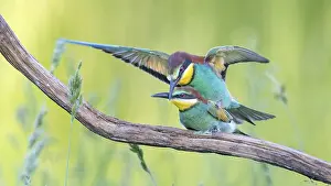 Middle Elbe Biosphere Reserve Impressions: Bee-eater (Merops apiaster) pair
