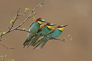 European Bee Eater Impressions: Bee-eater (Merops apiaster) sitting on a branch