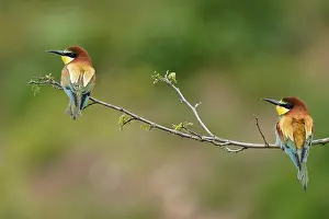 European Bee Eater Impressions: Bee-eater (Merops apiaster) sitting on a branch