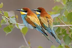 Deserted Tree Branches Germany Impressions: Bee-eater (Merops apiaster) sitting on a branch