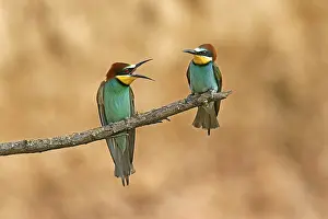 Germany Birdlife Impressions: Bee-eater (Merops apiaster) sitting on a branch