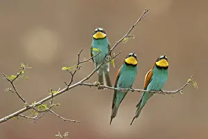 Germany Birdlife Impressions: Bee-eater (Merops apiaster) sitting on a branch