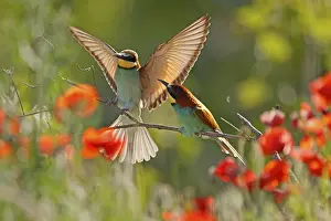 Germany Birdlife Impressions: Bee-eater (Merops apiaster) sitting on a branch